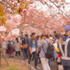 造幣局通り抜け