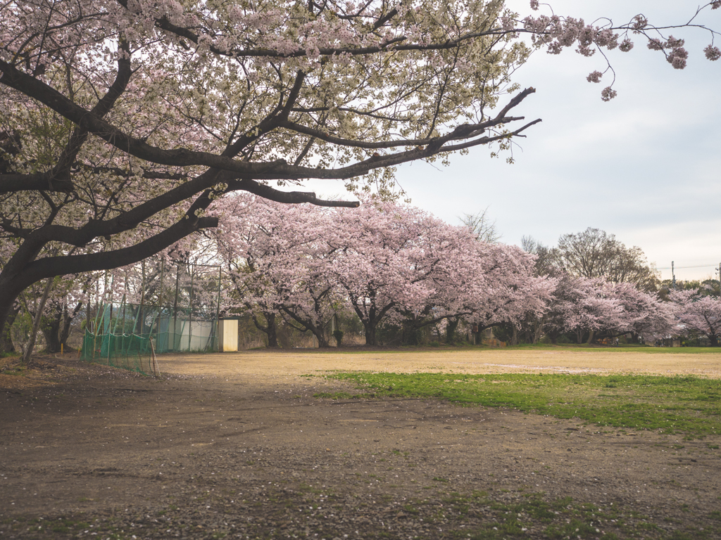 グラウンドの桜