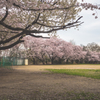 グラウンドの桜