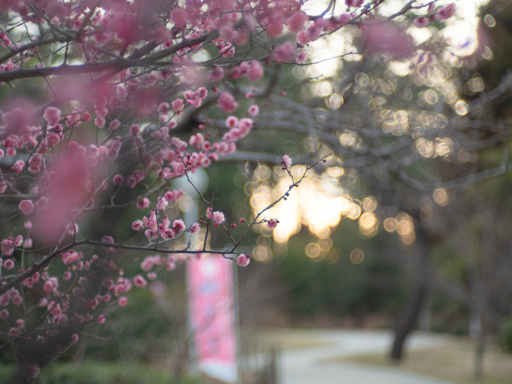 公園の夕方2月