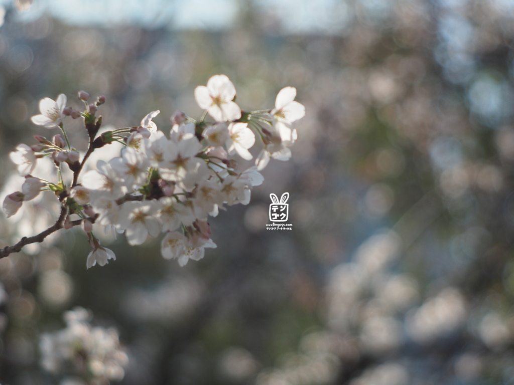 桜を撮ってるふりして狙いはボケ