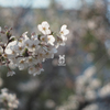 桜を撮ってるふりして狙いはボケ
