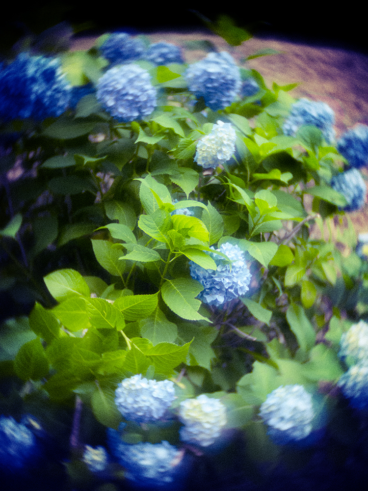 青紫陽花