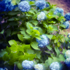 青紫陽花