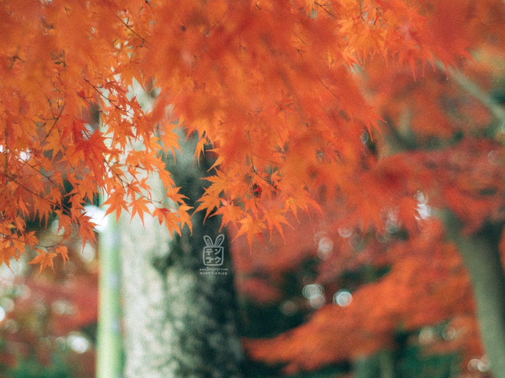 ぼわっとする紅葉