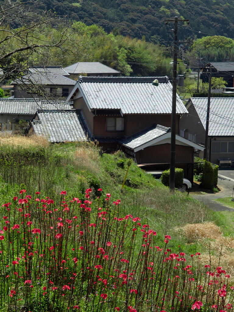 田舎的光景