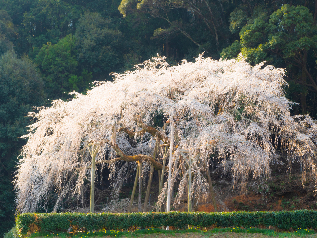 しだれ桜　ヒキ