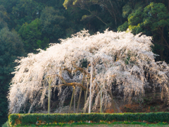 しだれ桜　ヒキ