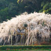 しだれ桜　ヒキ