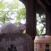 神猫