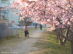 河津桜並木