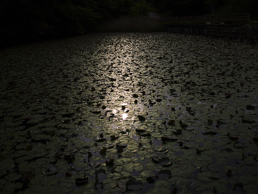 蓮池の輝き