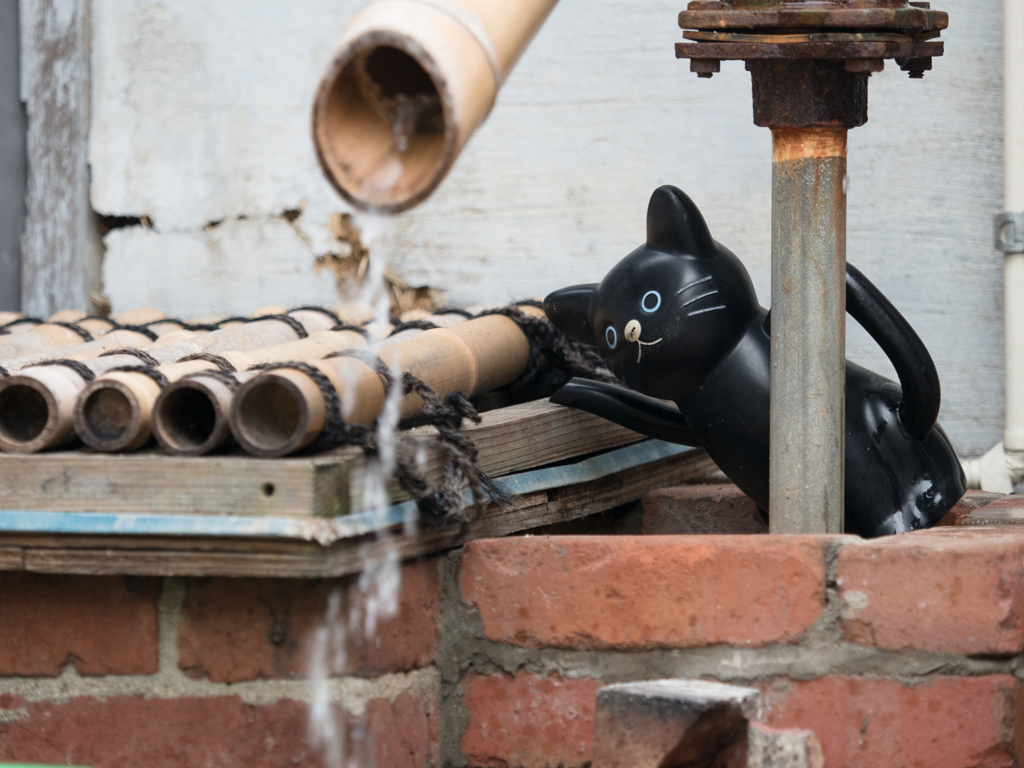 ねこのみるみず