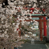 桜と鳥居