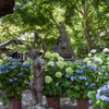 長谷寺 紫陽花