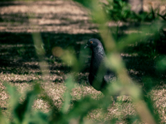 黒い鳩