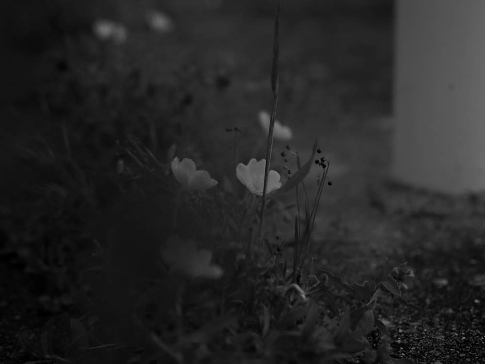 草花