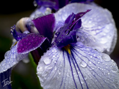 花菖蒲