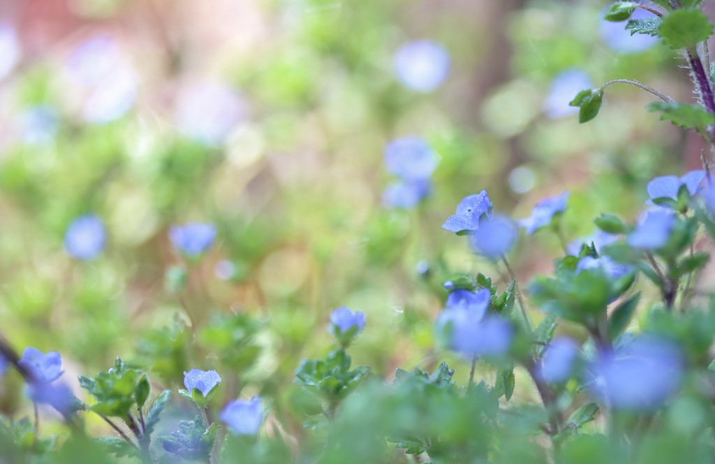 ブルーの花畑