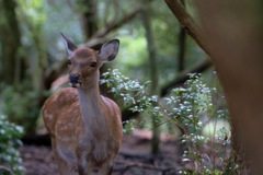 奈良公園