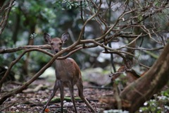 奈良公園：　驚かせてごめんね