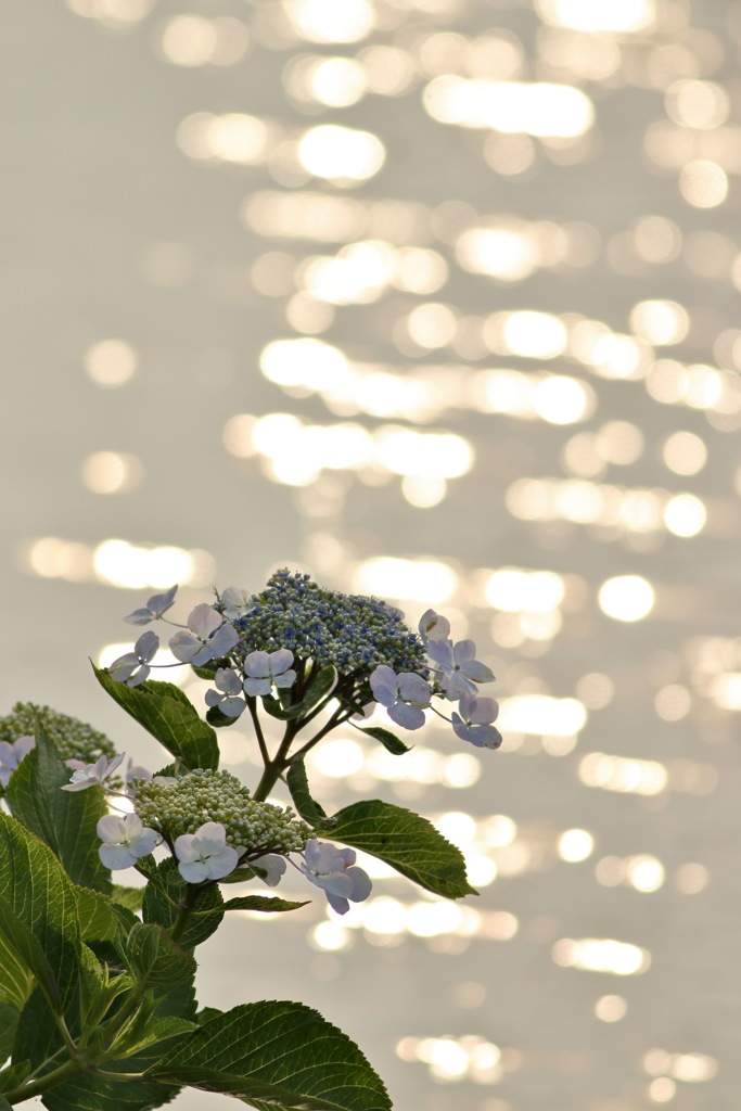 水辺の紫陽花