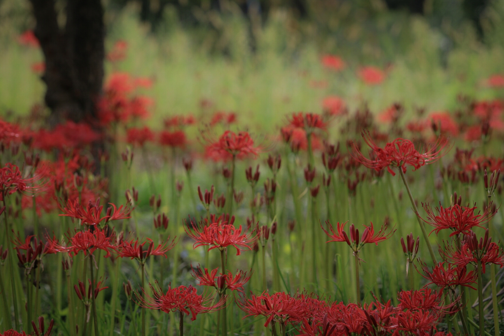 深紅の花
