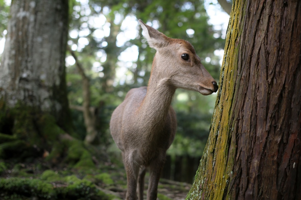 奈良公園：食べてもいいかなぁ