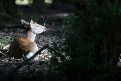 奈良公園：陽だまりの中で