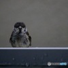 お母さんがお邪魔してませんか？