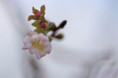 冬の桜