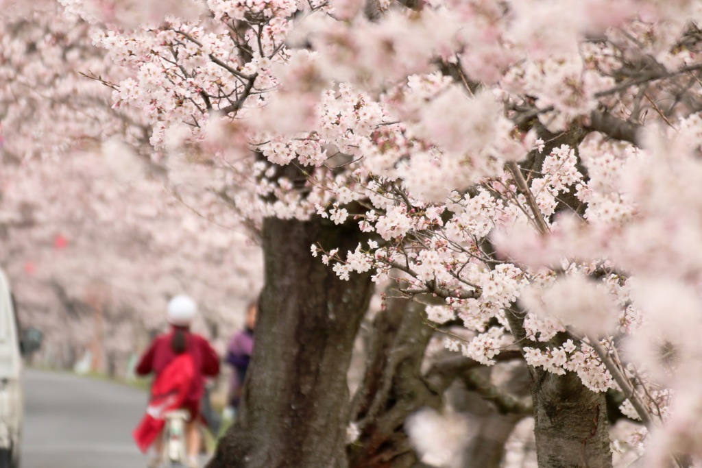 お花見通学