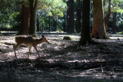 奈良公園