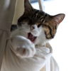 日向ぼっこ