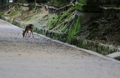 奈良公園