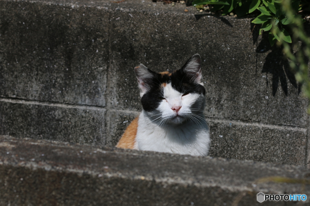 今日も私は元気です。