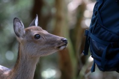 奈良公園：　鹿せんべい入ってる？