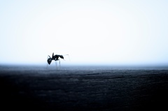 Ant
