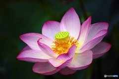 Oriental gorgeousness