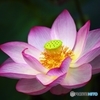 Oriental gorgeousness