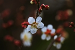 White plum blossoms 2