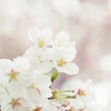Hana_Gumori 1