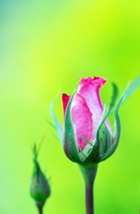 Good morning with a rosebud