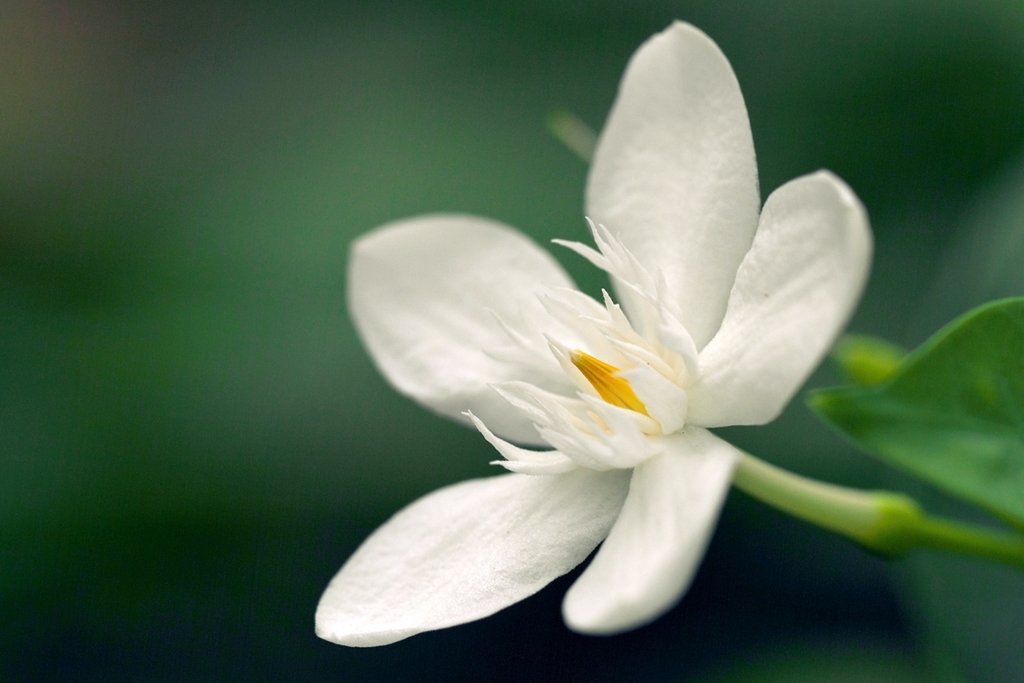 Ceylon wrightia 2