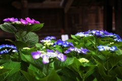 In the temple of hydrangea blooms 5