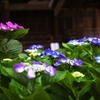 In the temple of hydrangea blooms 5