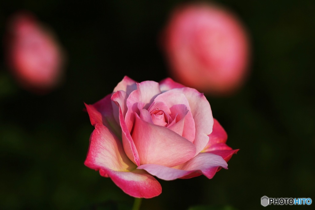 Expression of the rose 2