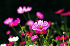 Disturbance bloom of Cosmos