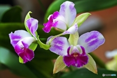 Orchid of the early spring 1