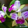 Orchid of the early spring 1